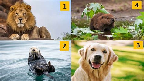 4 animal personality test.